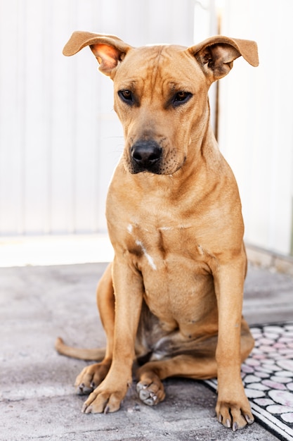 Pitbull mix dog sitting near the house in a day time, portrait of friendly puppy Premium Photo