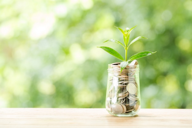 Plant growing from coins in the glass jar on blurred nature Free Photo