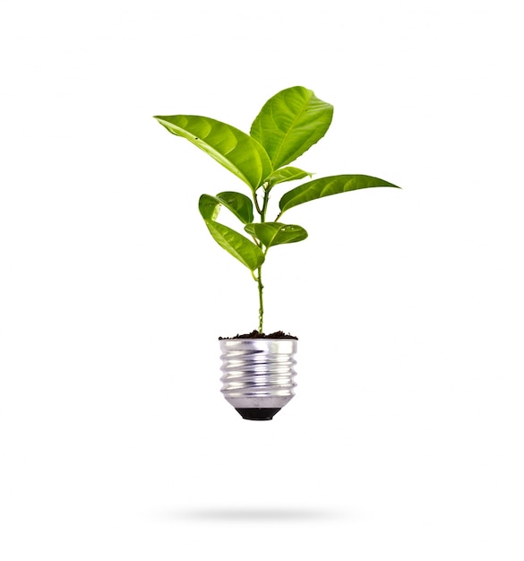 Plant growing in a bulb Free Photo