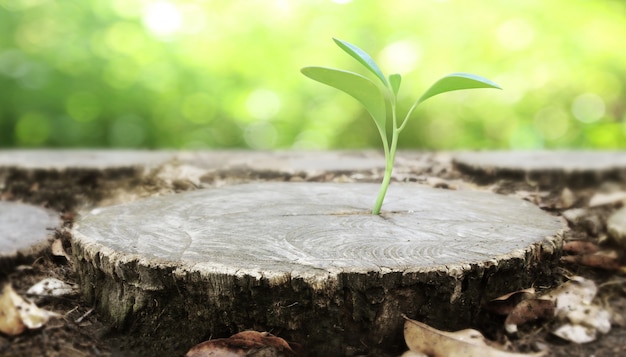 Premium Photo | Plant growing out of tree stump