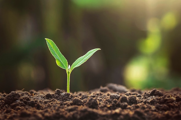 Premium Photo | Plant growth on the soil