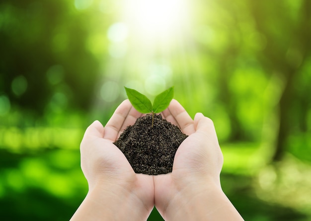 Plant in hands - grass background, environment concept | Premium Photo