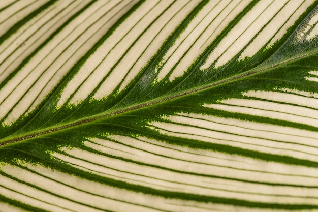 Premium Photo | Plant leaf stem with texture