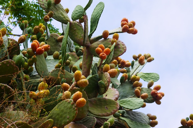 Free Photo | Plant of opuntia ficus-indica