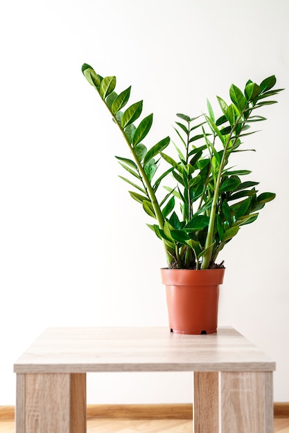 Plant in the pot, green leaves of zamioculcas on white Premium Photo