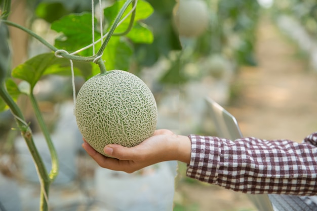 植物研究者は カンタロープメロンの効果を調べています 無料の写真