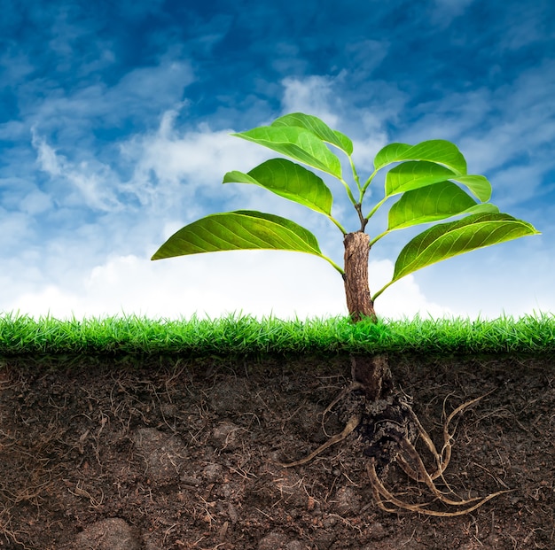 Premium Photo | Plant with green leaves in soil