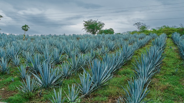 Premium Photo | Plantation of blue agave in the field to make tequila