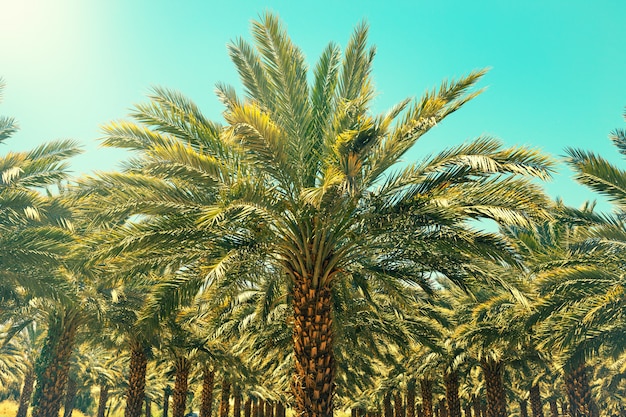 Plantation of date palm trees in israel. beautiful nature | Premium Photo