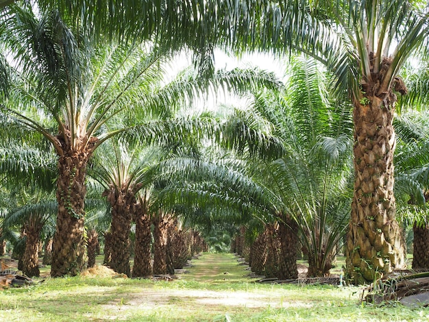 Premium Photo | Plantation of palm oil tree in farm