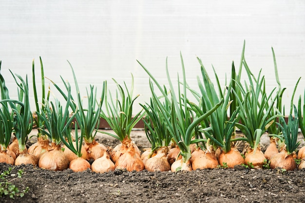 Premium Photo | Planting onion in garden. plantation in the vegetable ...