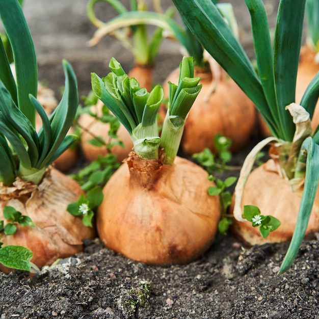 Premium Photo | Planting onion in garden. plantation in the vegetable ...