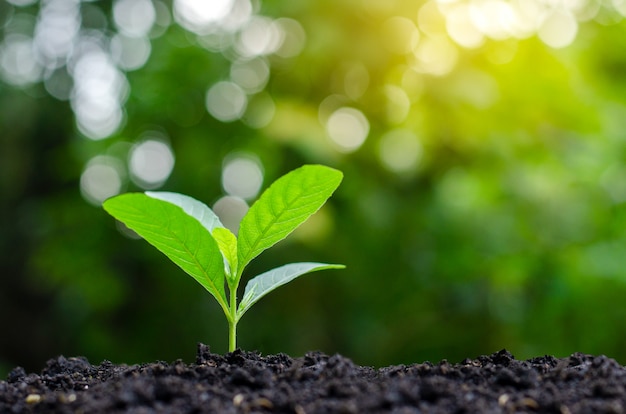 Planting seedlings young plant in the morning light on nature background Premium Photo