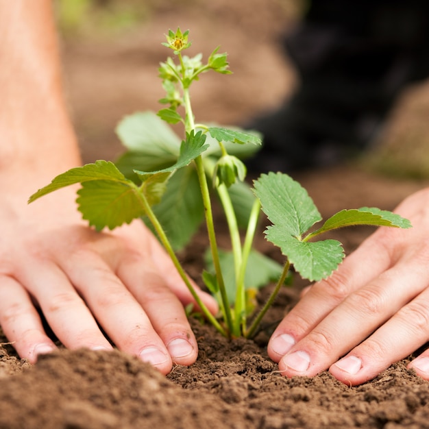 Planting strawberries in Colorado