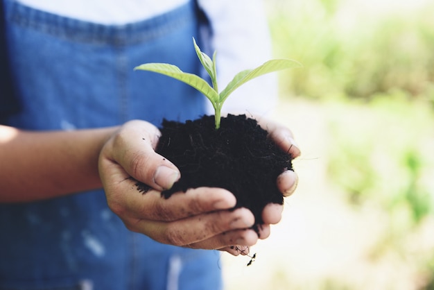 Planting a tree seedlings young plant are growing on soil in pot holding by hand woman help the environment. Premium Photo