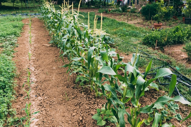 Free Photo | Plants growing on farm