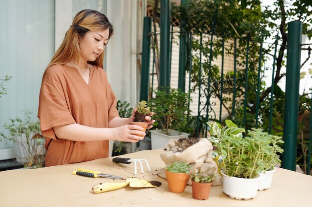 植物愛好家は 小さな花を大きな鉢に植え替え 豊かな土壌と肥料を追加します プレミアム写真