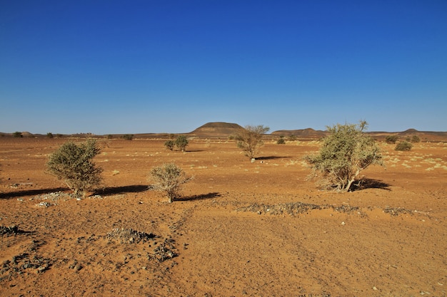 Premium Photo | Plants in sahara desert of sudan