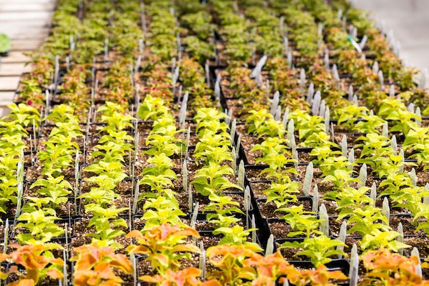 Premium Photo | Plants in small planting pots on sale at local nursery.