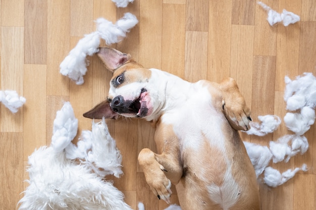 Playful dog among torn pieces of a pillow on the floor, top view. Premium Photo