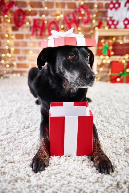 Free Photo | Playful dog opening a christmas present