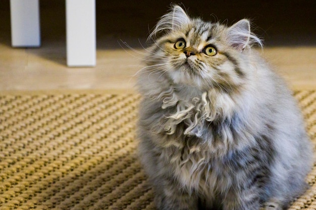 Premium Photo | Playful long-haired kitten persian chinchilla gray ...