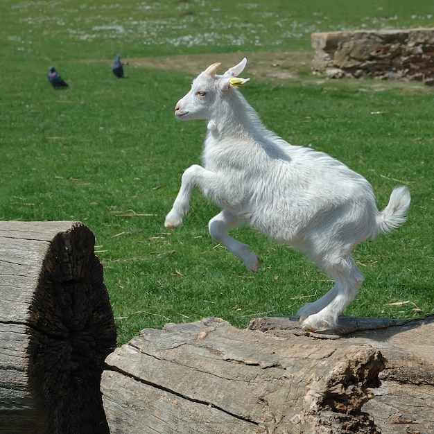 Игривый белый козленок прыгает | Премиум Фото