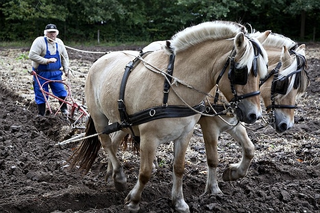 Plow Horses Working Equine Plowing Nature Photo Free Download
