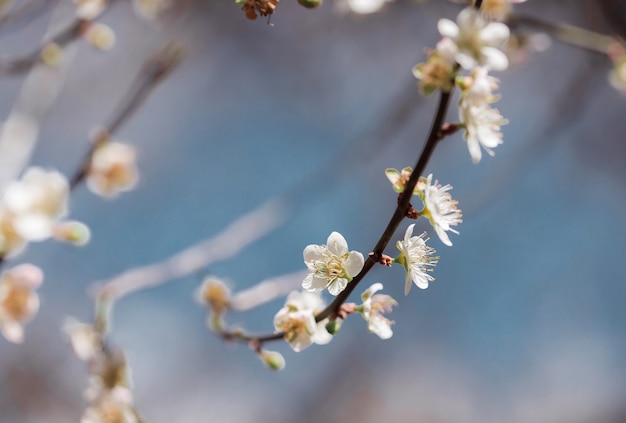 Premium Photo | Plum blossom bloom tree white