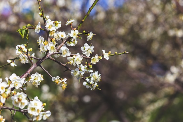 Premium Photo | Plum blossoms in winter