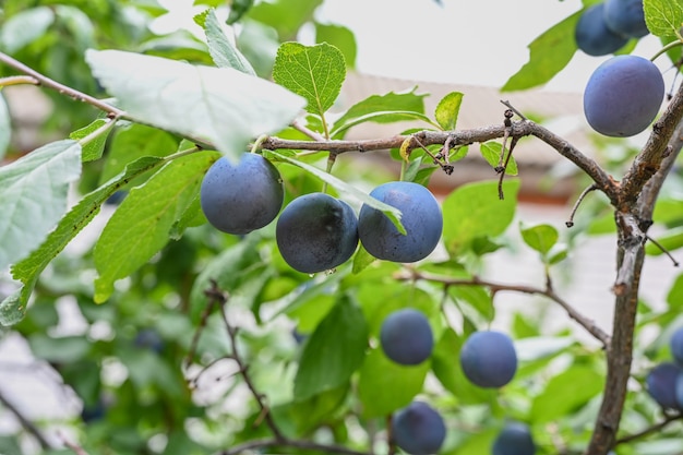 Premium Photo | Plum orchard with plums growing on plums tree.