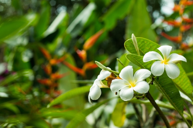 Plumeria Flower Tree Best Flower Wallpaper