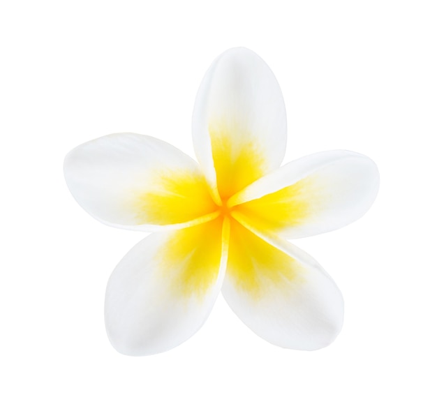 Premium Photo | Plumeria, frangipani flower isolated on white background