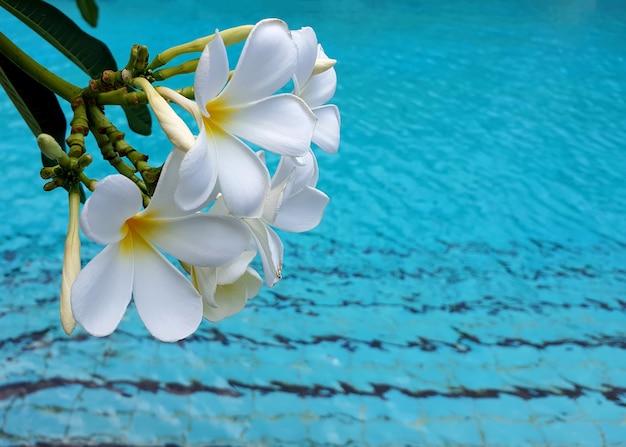 スイミングプールの水の背景にプルメリアオブトゥサの花 プレミアム写真