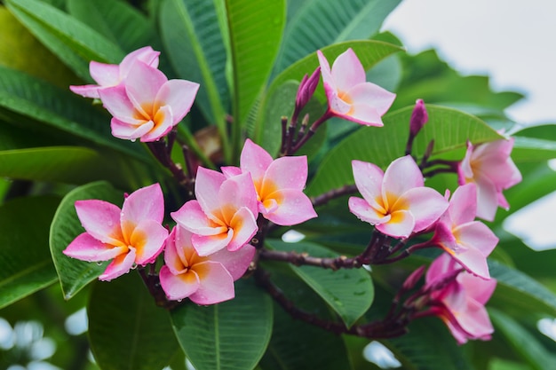 Premium Photo | Plumeria rubra pink flower