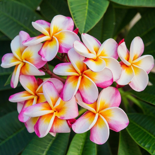 Premium Photo | Plumeria spp. (frangipani flowers, frangipani, pagoda ...