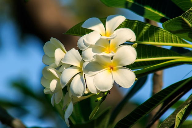 Premium Photo | Plumeria, white, blooming is the national flower of laos