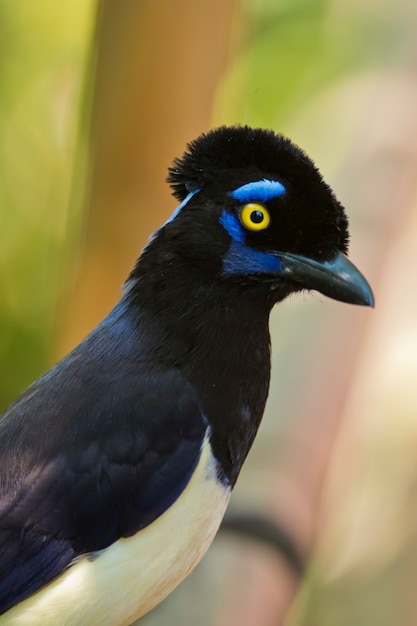 Premium Photo | Plush-crested jay