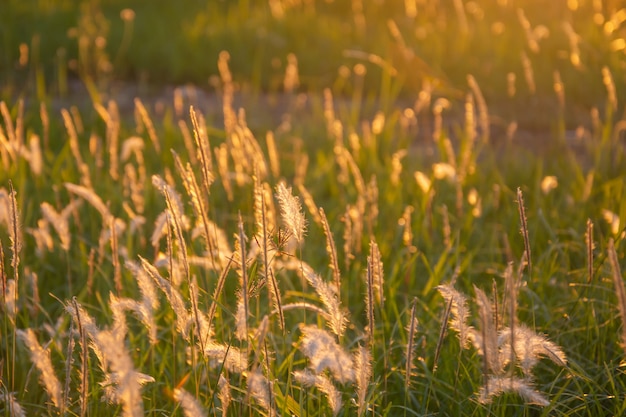 Premium Photo | Poaceae grass flower. imperata cylindica (l.) p. beauv ...