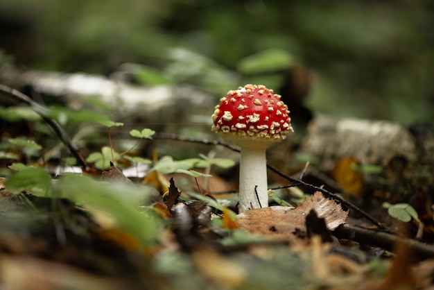Premium Photo Poisonous Fly Agaric Mushroom In Autumnal Forest