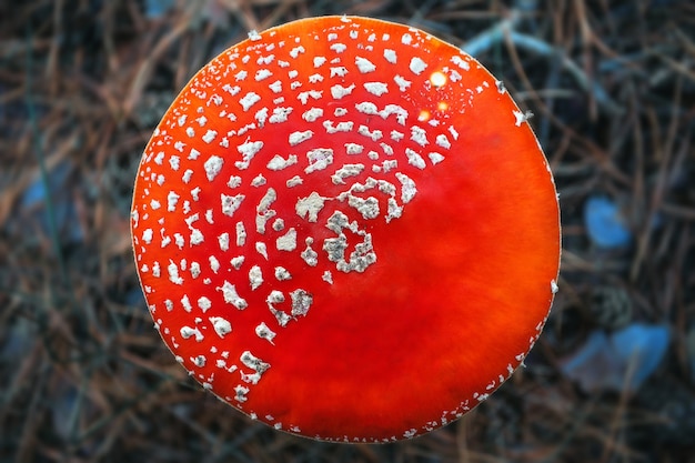 Premium Photo Poisonous Hallucinogenic And Toxic Mushroom Amanita In