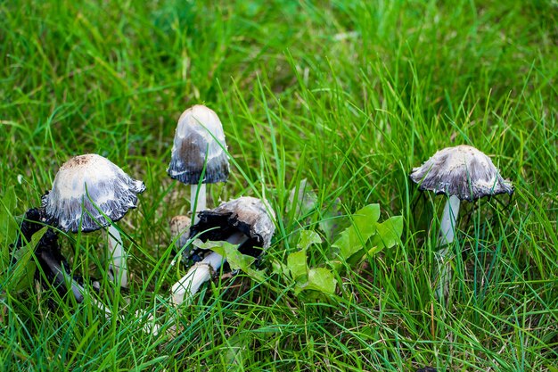 Premium Photo | Poisonous mushrooms pale toadstool in the green grass.