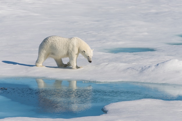 Premium Photo | Polar bear on the pack ice