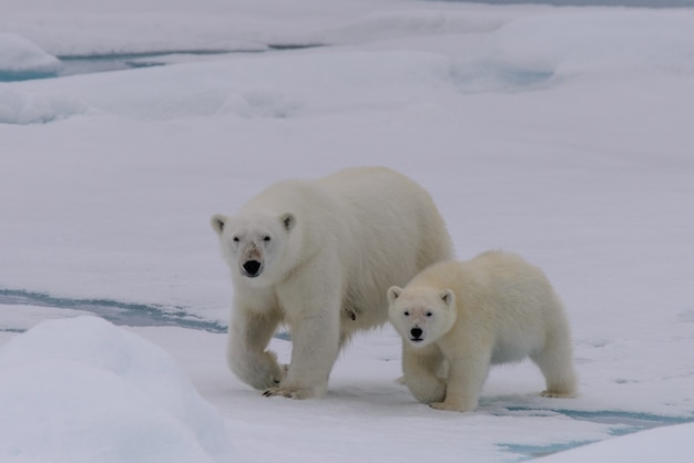 Premium Photo Polar Bear Ursus Maritimus Mother And Cub On The Pack