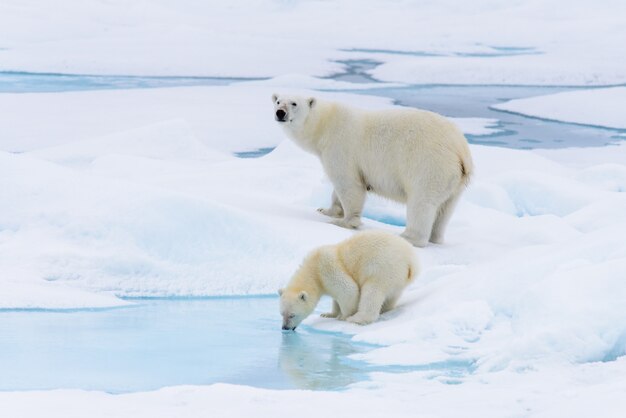 Premium Photo Polar Bear Ursus Maritimus Mother And Cub On The Pack