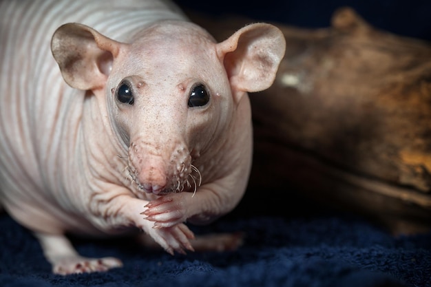 Premium Photo Polite Hairless Rat Posing And Looking At The Camera