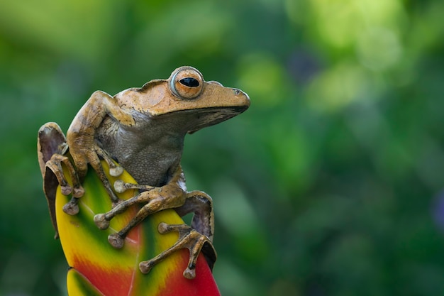 Premium Photo | Polypedates otilophus front view