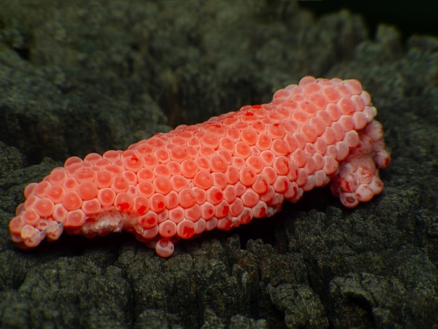 Premium Photo Pomacea Canaliculata Eggs On Rock Close Up Golden Apple Snail Pink Eggs Macro Of Asia