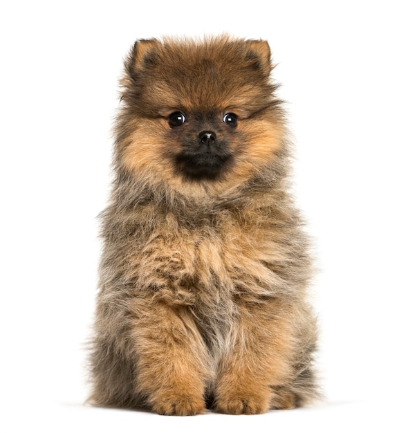 Premium Photo | Pomeranian, 3 months old, sitting in front of white ...