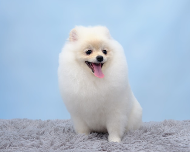 Premium Photo Pomeranian After Grooming Shows A Haircut   Pomeranian After Grooming Shows Haircut 392339 386 